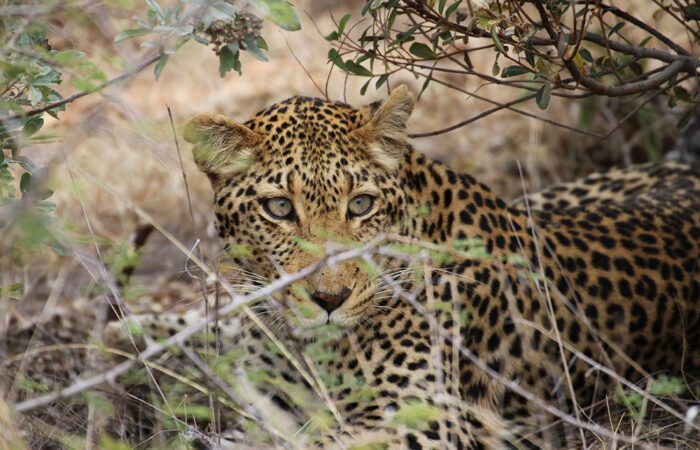 private safari tours africa