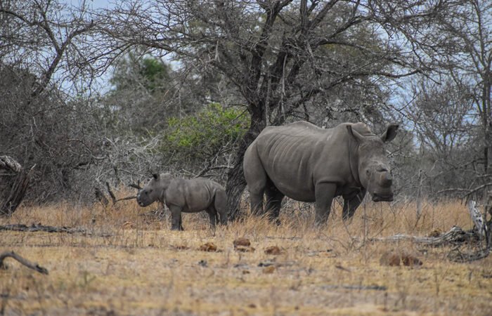 best african safari vacation packages