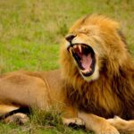 Lion hunting in Africa. Is it legal?