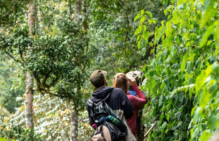 gorilla tours rwanda uganda