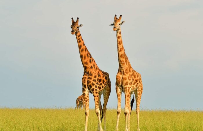 south african safari all inclusive vacations