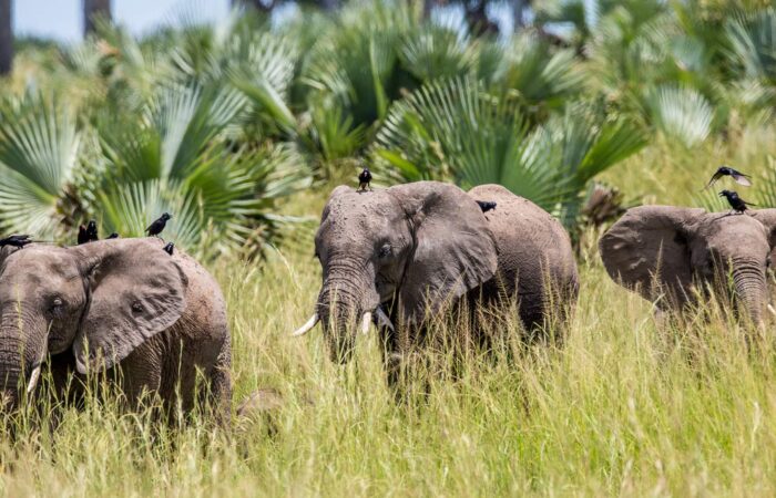 private african safari packages
