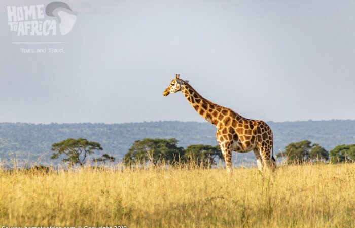 Kenya Safari Tours