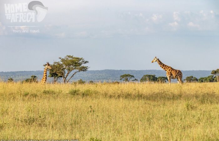 Big Five Safari Africa