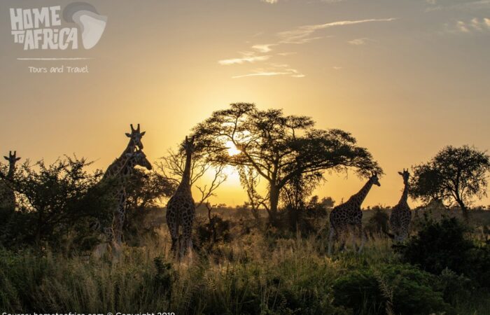 african vacation tours