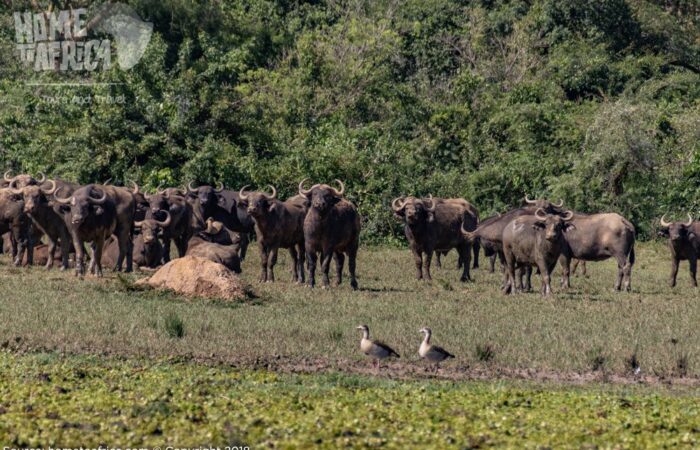 best budget safari tanzania