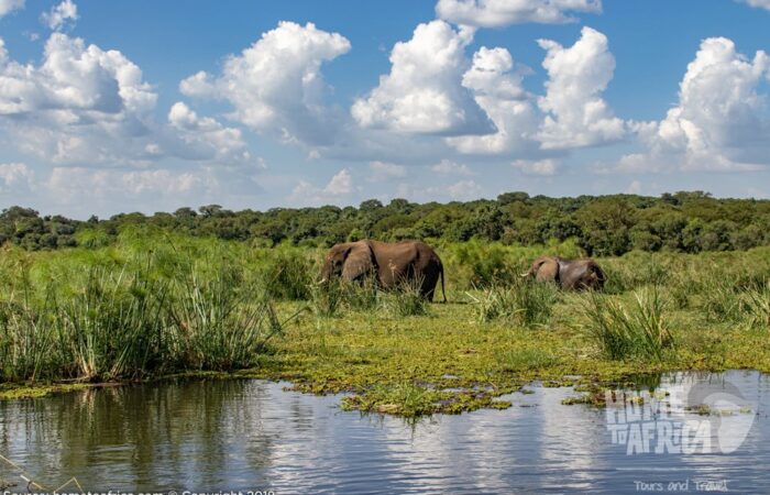african wildlife safari tours