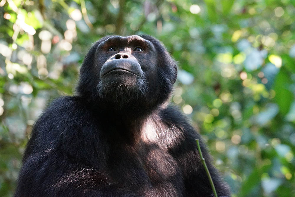 chimp-africa