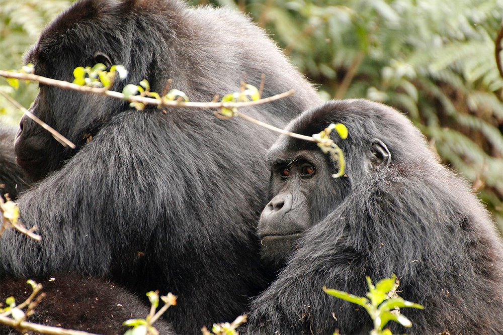 gorilla-trekking-in-uganda