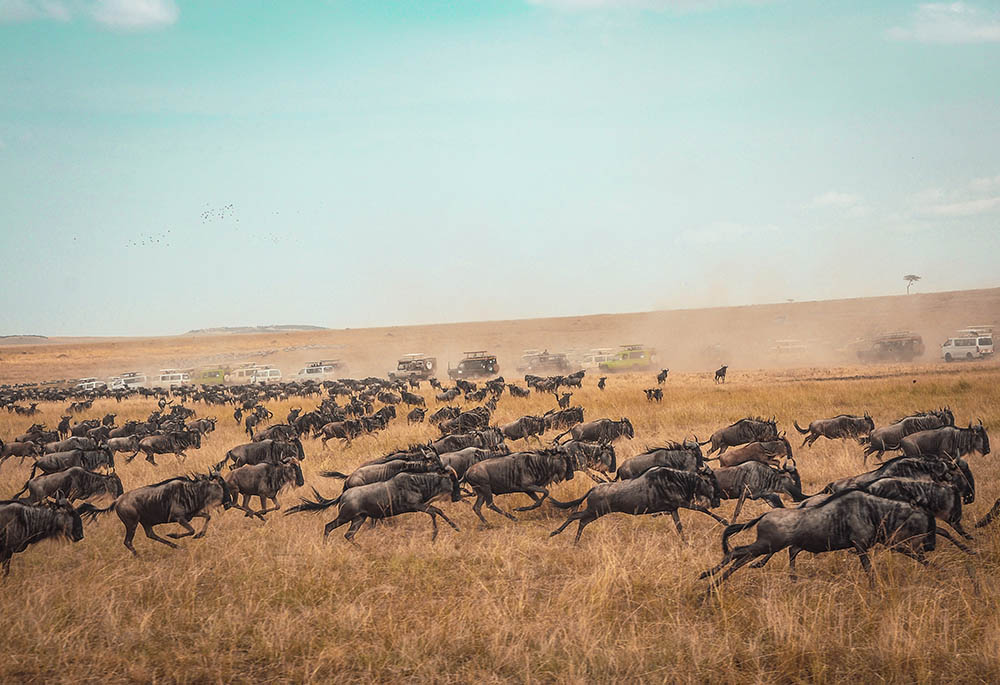 wildebeest-migration